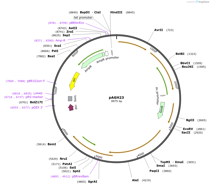 107262-plasmid-map-sequence-id-207560