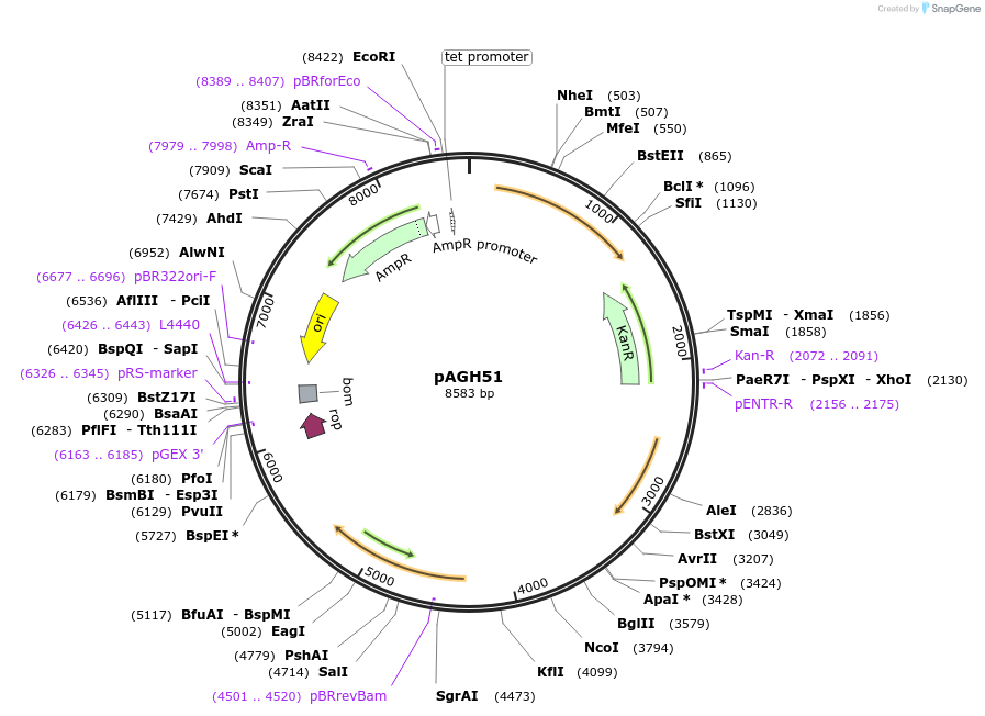 107255-plasmid-map-sequence-id-207562