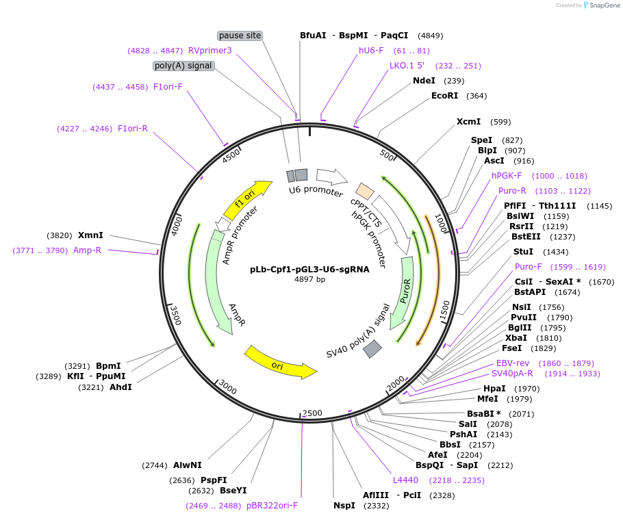 107682-plasmid-map-sequence-id-207566