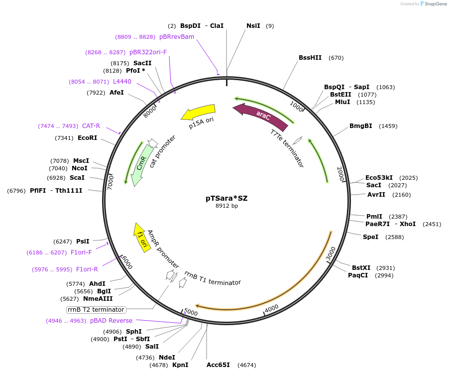107957-plasmid-map-sequence-id-207568
