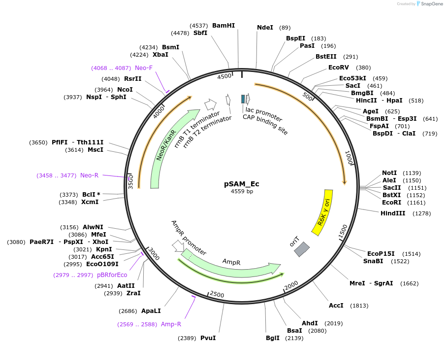 102939-plasmid-map-sequence-id-207569