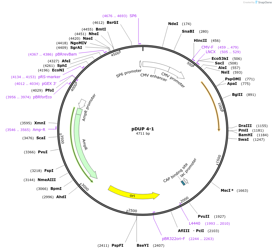 23022-plasmid-map-sequence-id-207577