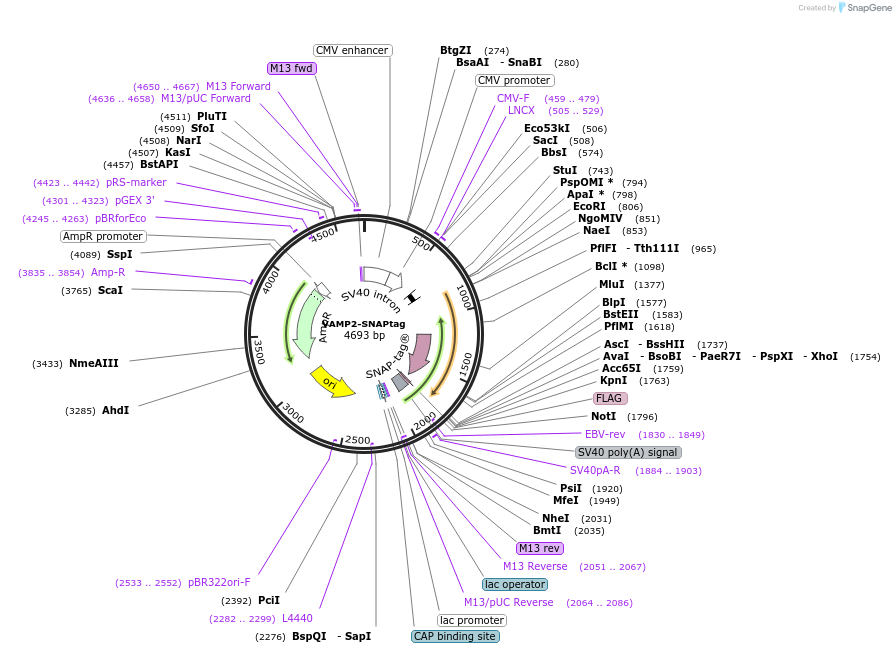 107372-plasmid-map-sequence-id-207580