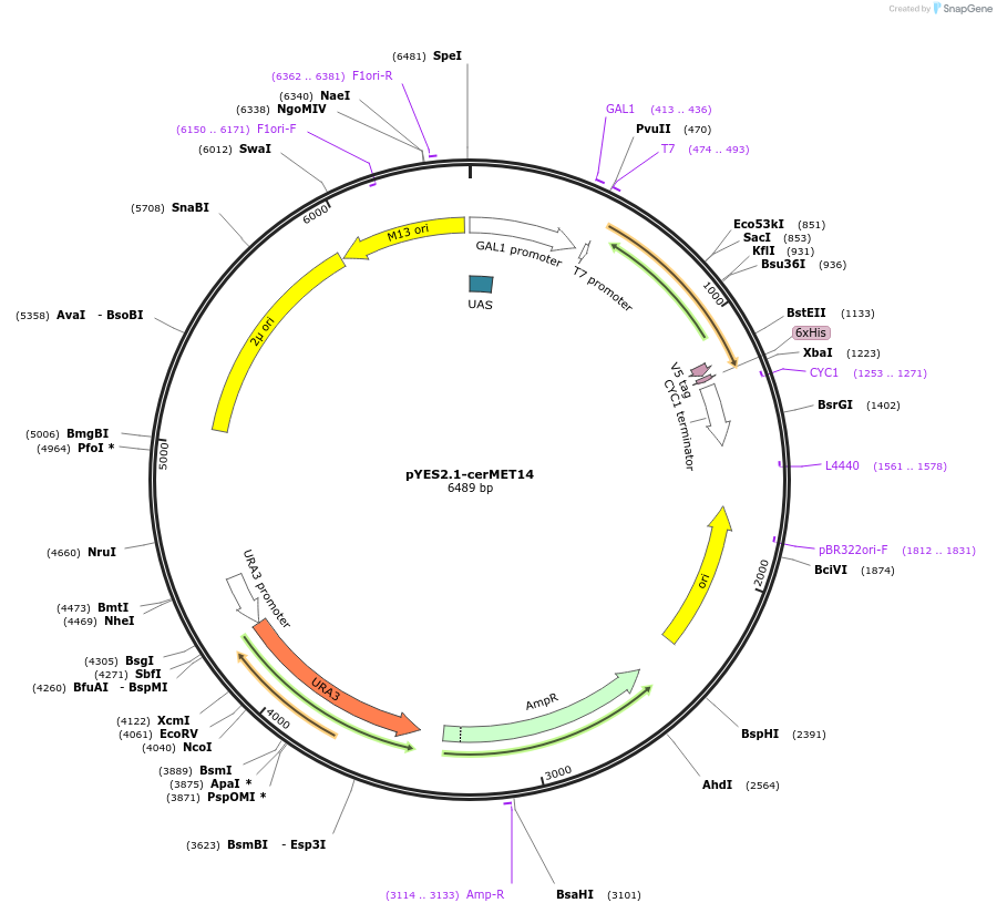 107441-plasmid-map-sequence-id-207581