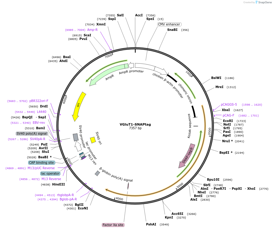 107371-plasmid-map-sequence-id-207582