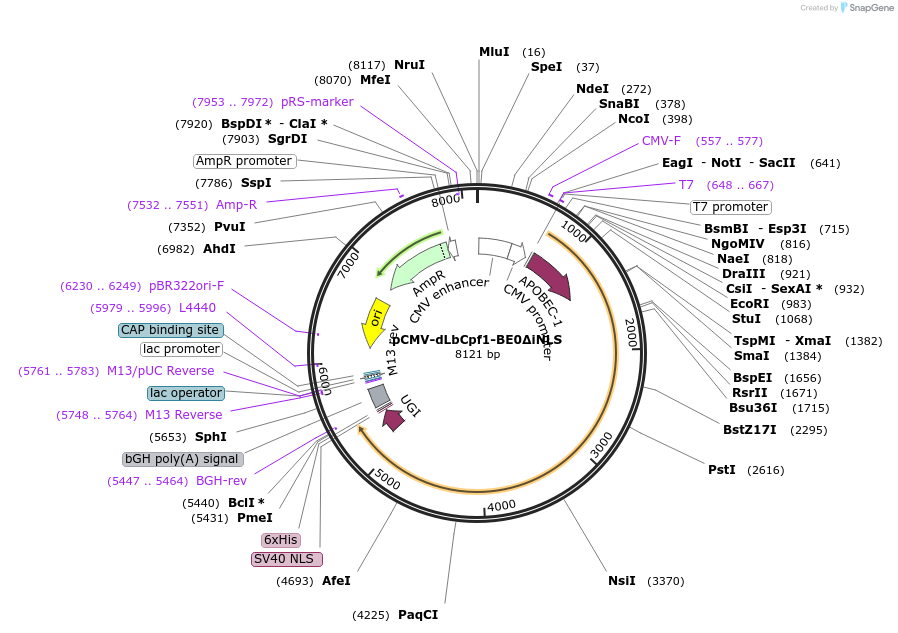 107684-plasmid-map-sequence-id-207588