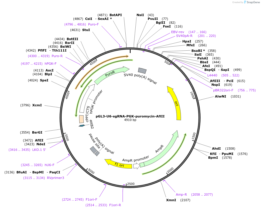 106404-plasmid-map-sequence-id-207589