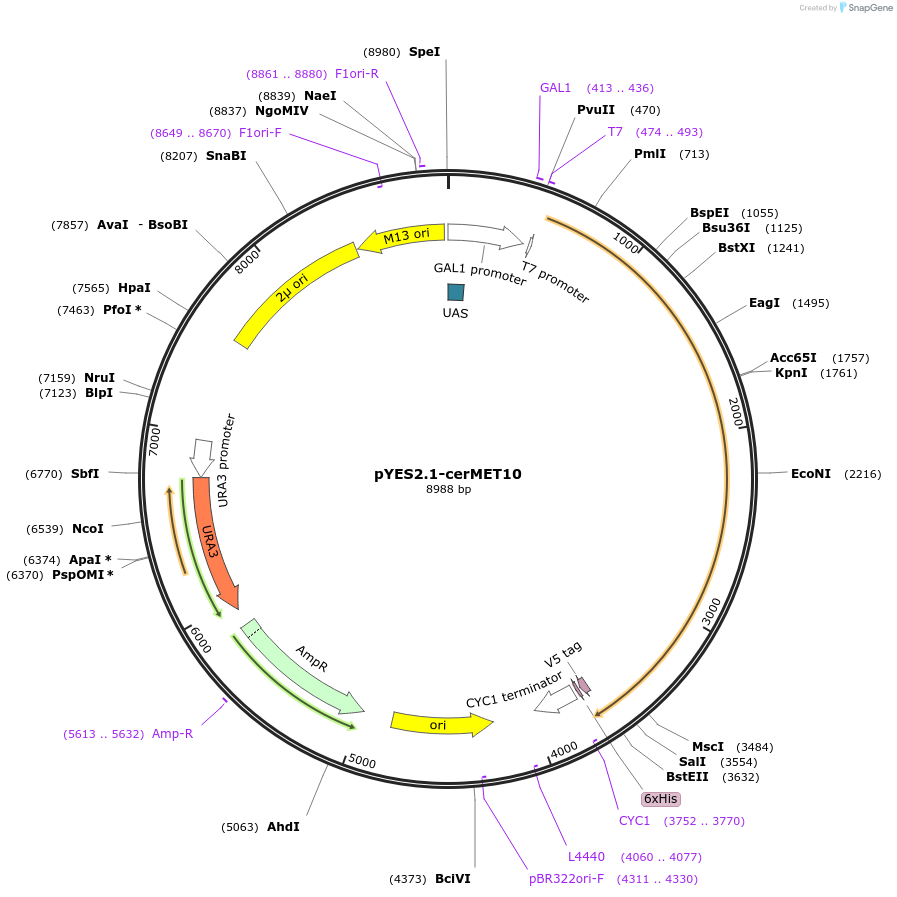107440-plasmid-map-sequence-id-207590