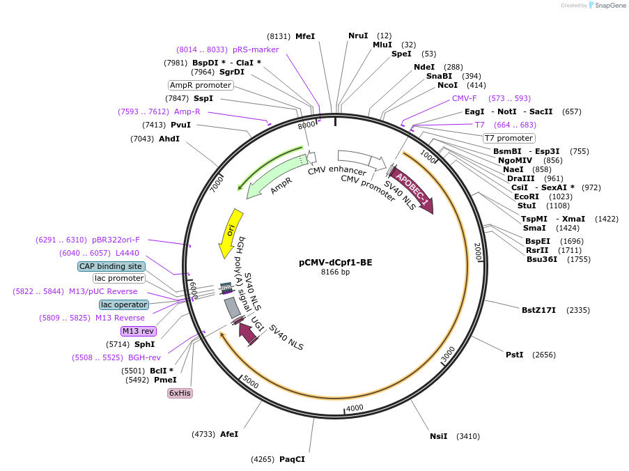107685-plasmid-map-sequence-id-207593