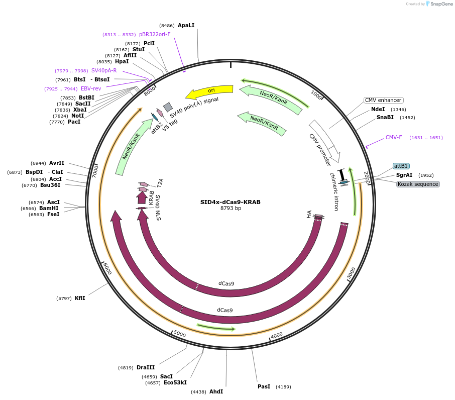 106399-plasmid-map-sequence-id-207594