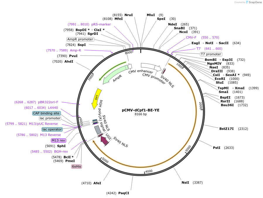 107686-plasmid-map-sequence-id-207597