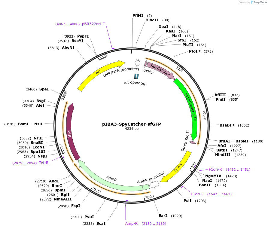 107420-plasmid-map-sequence-id-207599