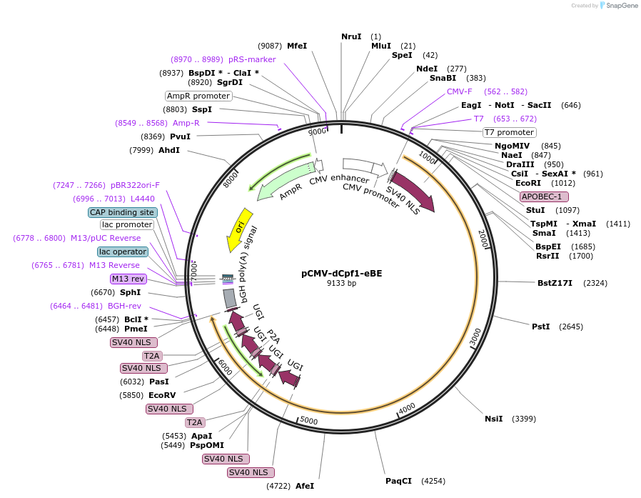 107688-plasmid-map-sequence-id-207603
