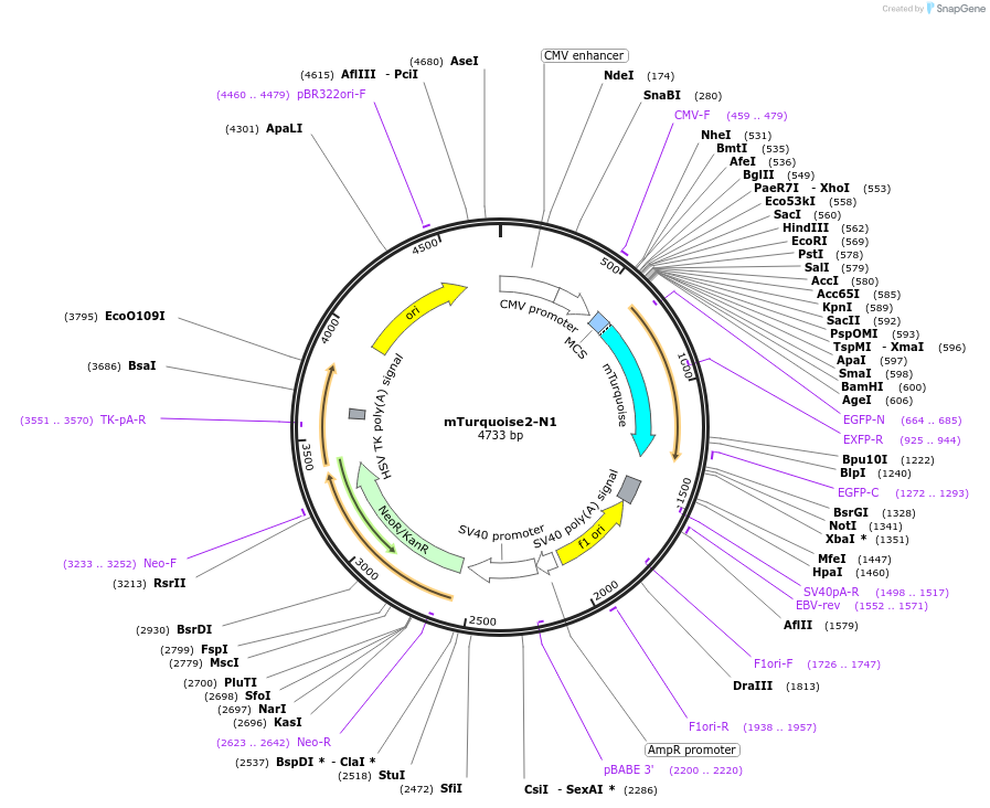 54843-plasmid-map-sequence-id-207607