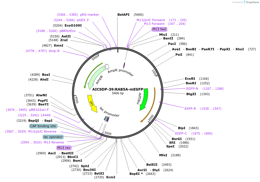 107579-plasmid-map-sequence-id-207616