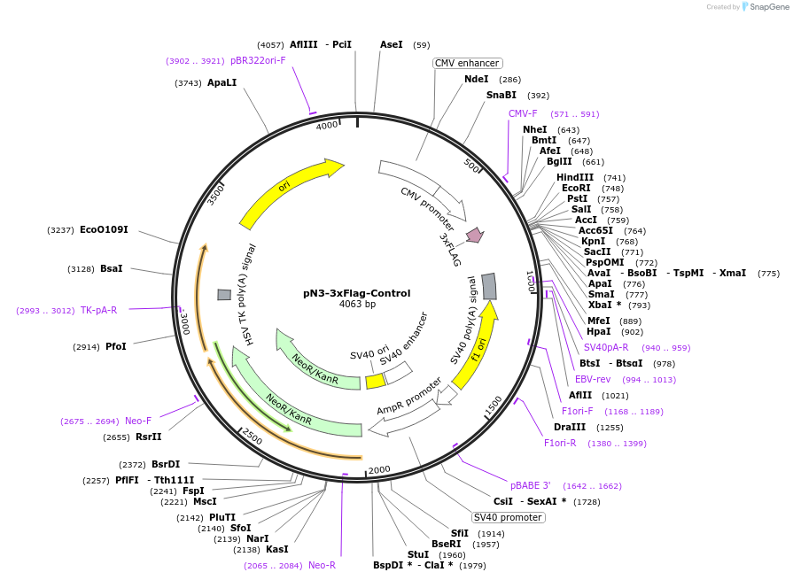 107717-plasmid-map-sequence-id-207619