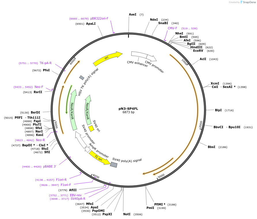 107719-plasmid-map-sequence-id-207621