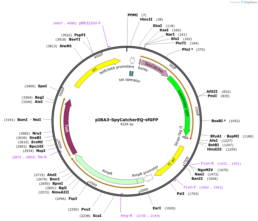 107421-plasmid-map-sequence-id-207622