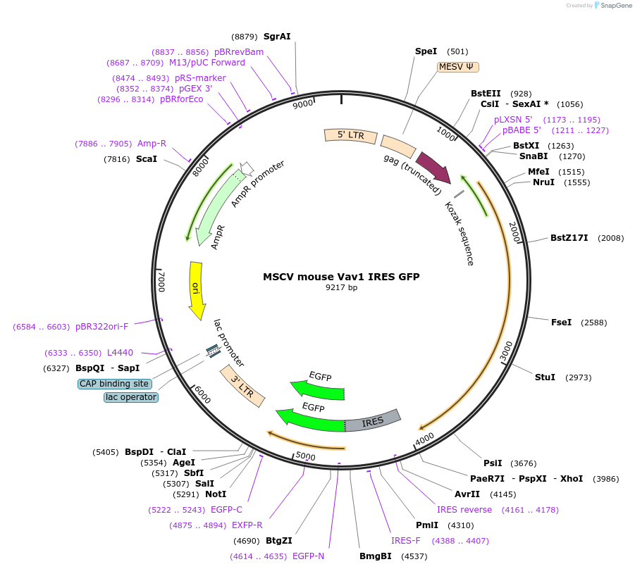 107091-plasmid-map-sequence-id-207623