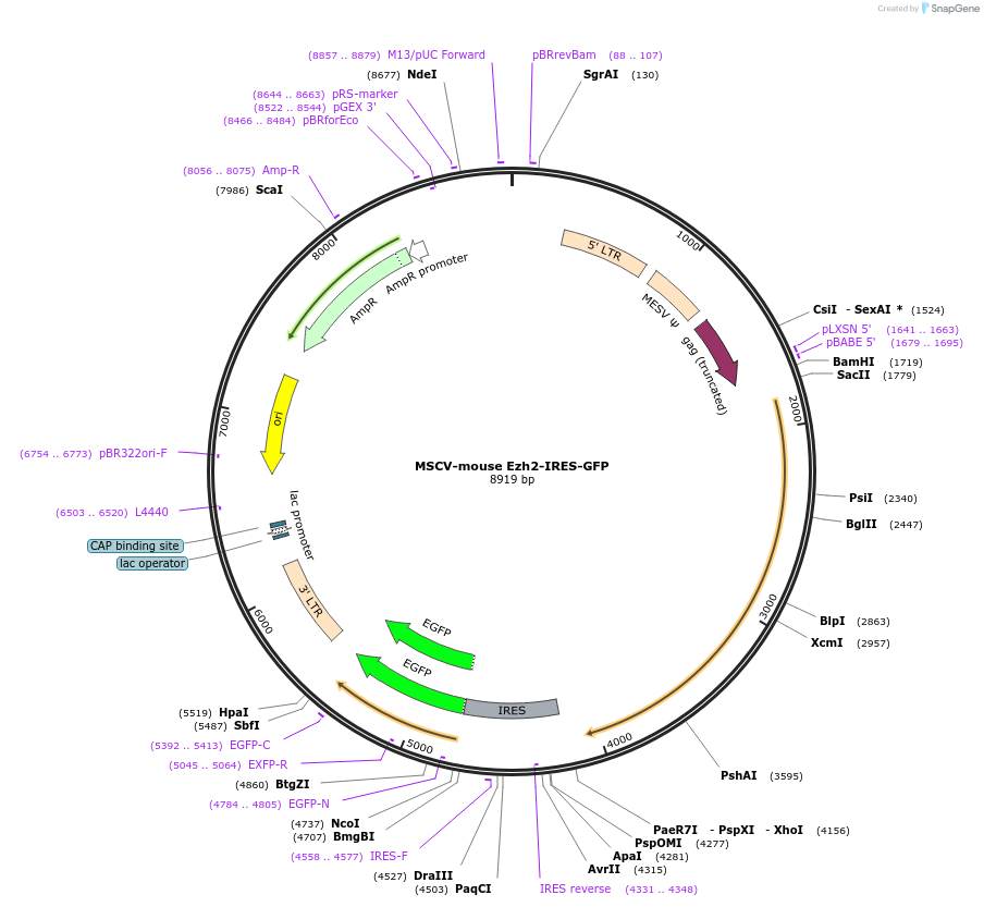 107146-plasmid-map-sequence-id-207627