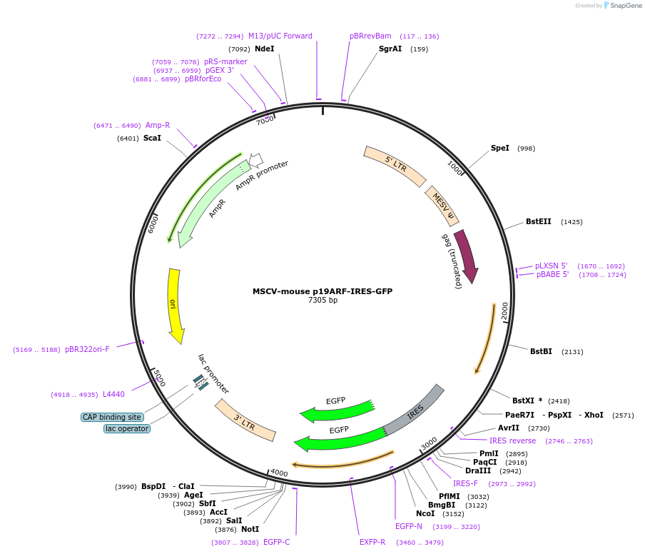 107147-plasmid-map-sequence-id-207628