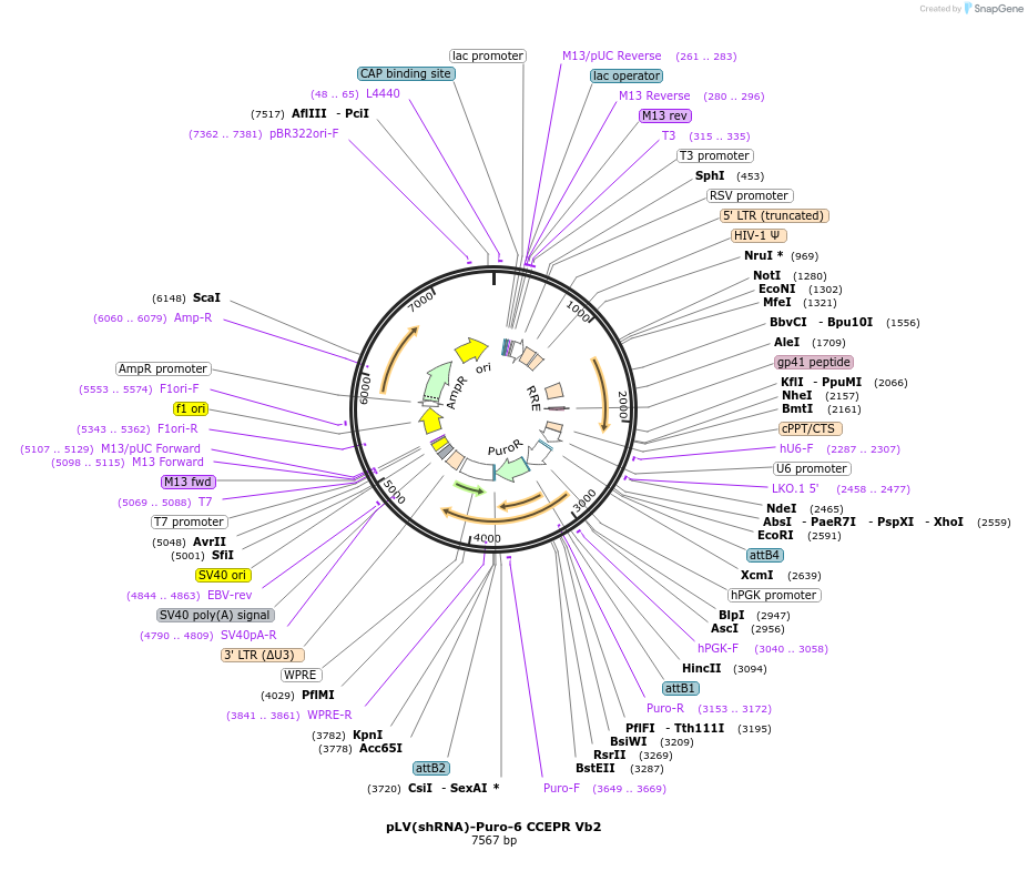 108278-plasmid-map-sequence-id-207630