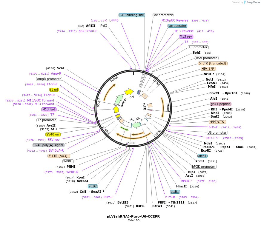 108277-plasmid-map-sequence-id-207631