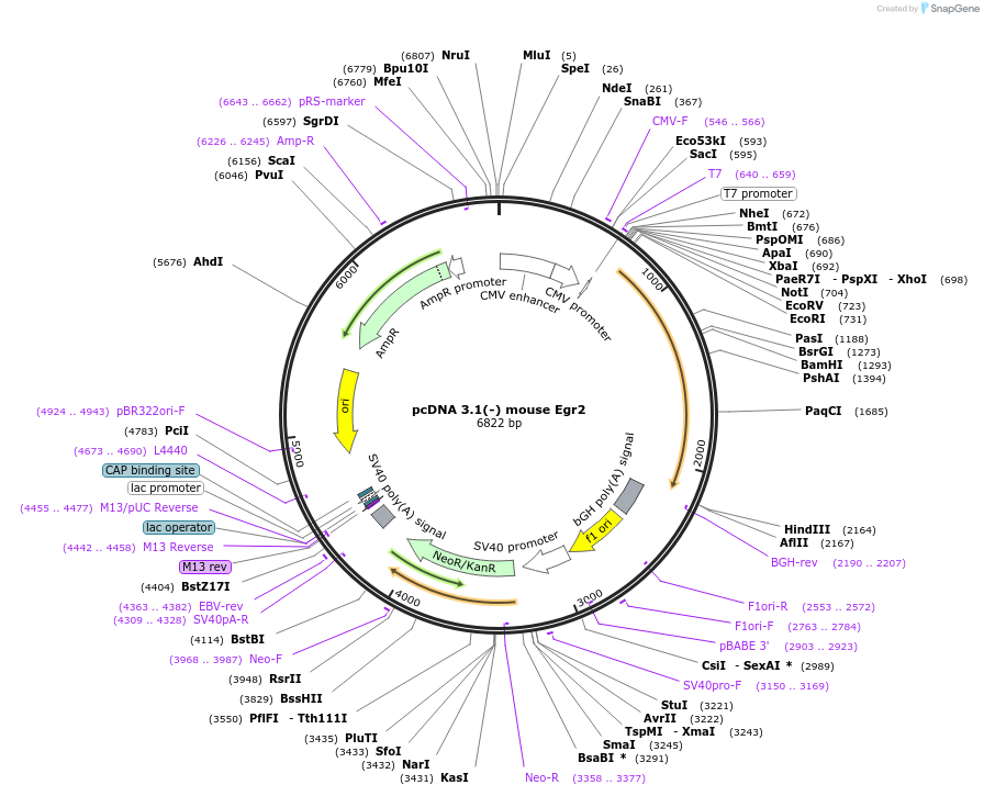 107997-plasmid-map-sequence-id-207640