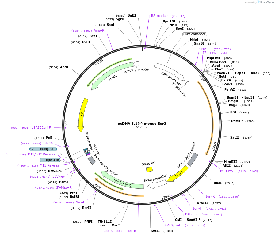 107998-plasmid-map-sequence-id-207641