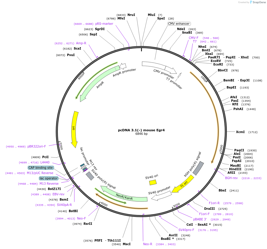 108096-plasmid-map-sequence-id-207642