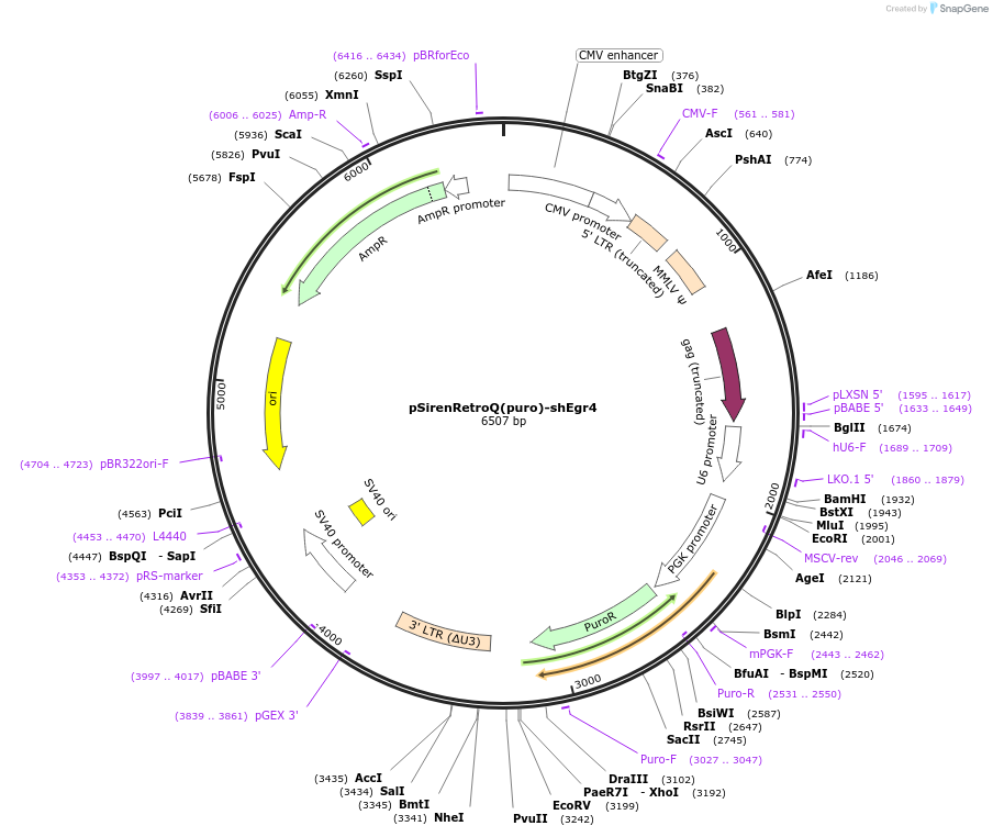 108117-plasmid-map-sequence-id-207644