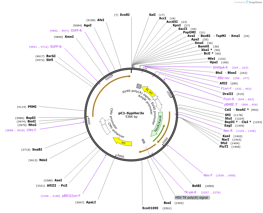 108118-plasmid-map-sequence-id-207649