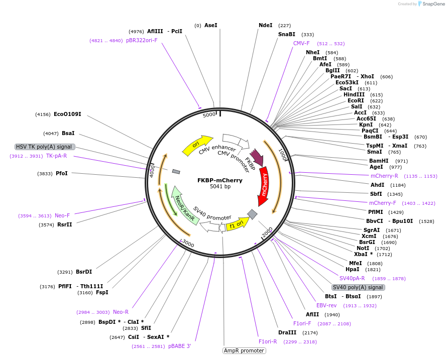 108122-plasmid-map-sequence-id-207651