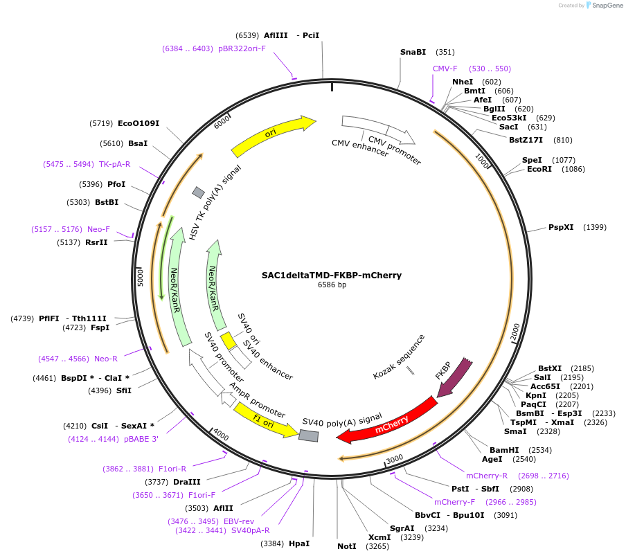 108123-plasmid-map-sequence-id-207652