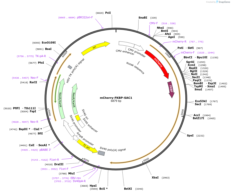 108127-plasmid-map-sequence-id-207680