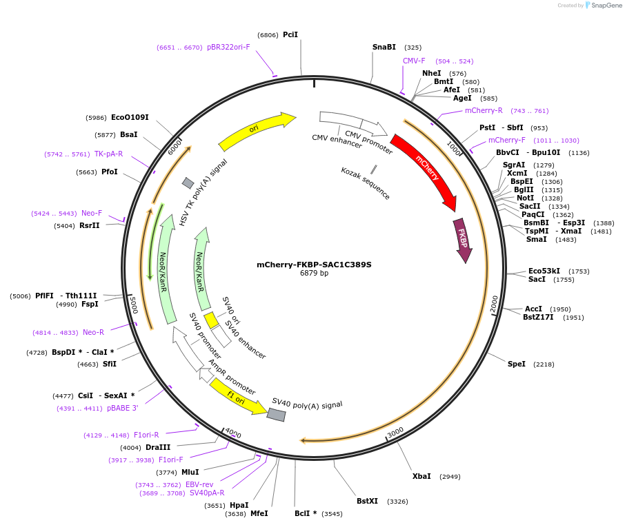 108128-plasmid-map-sequence-id-207682