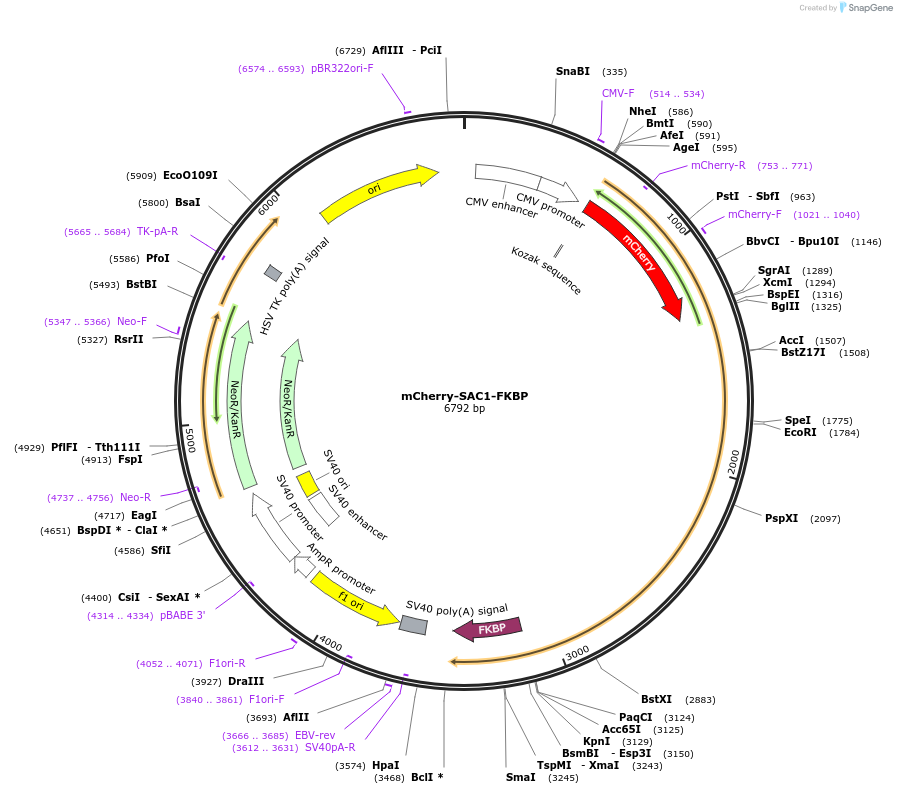 108129-plasmid-map-sequence-id-207685