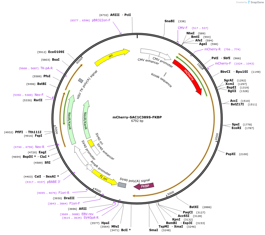 108130-plasmid-map-sequence-id-207691