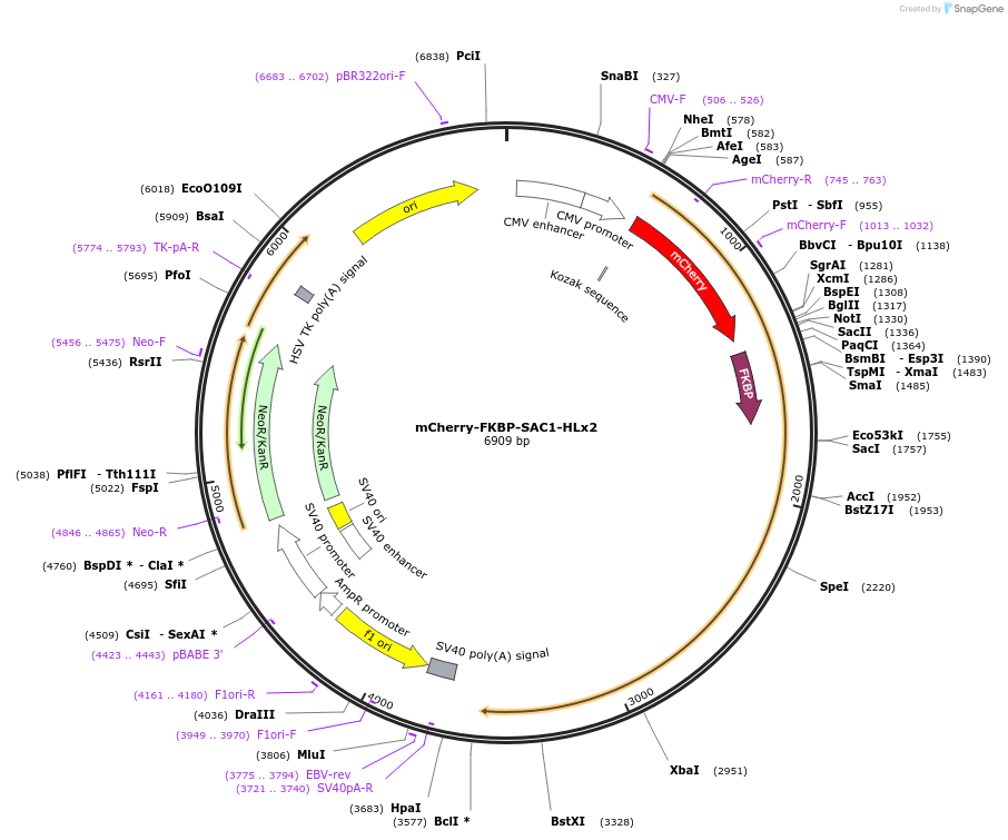108133-plasmid-map-sequence-id-207717