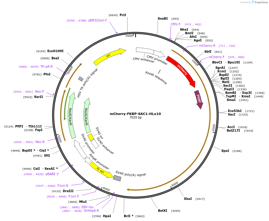 108137-plasmid-map-sequence-id-207728