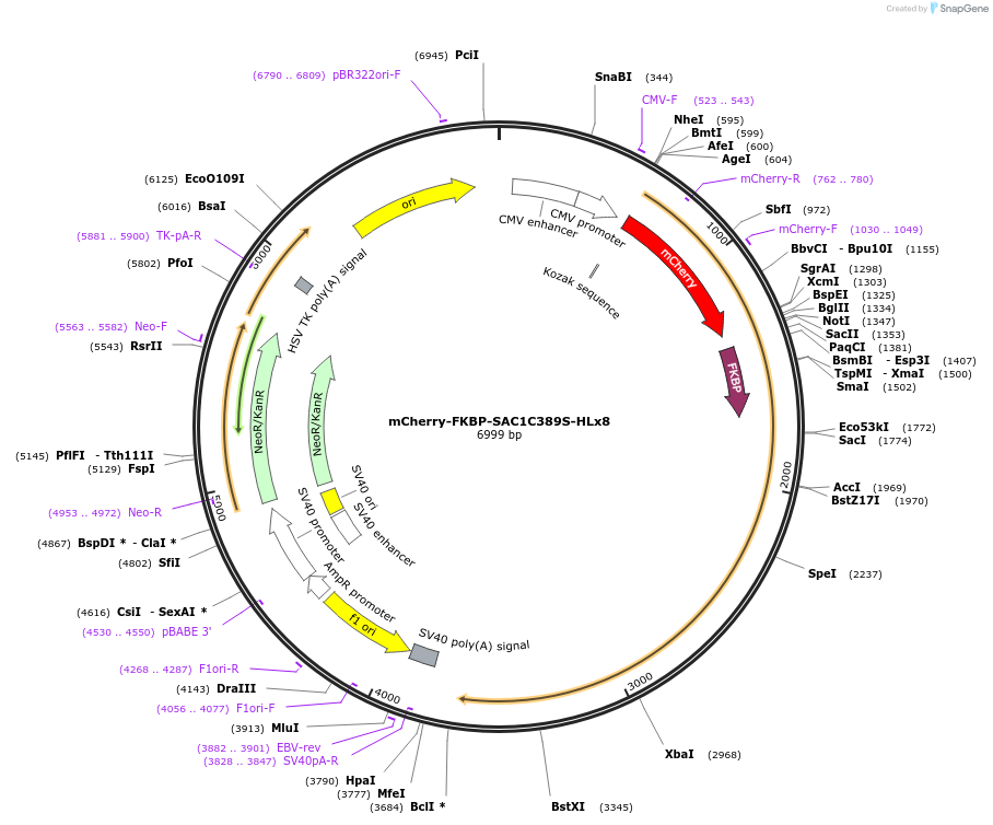 108138-plasmid-map-sequence-id-207729