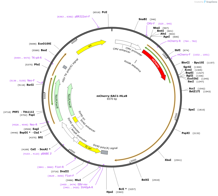 108139-plasmid-map-sequence-id-207735