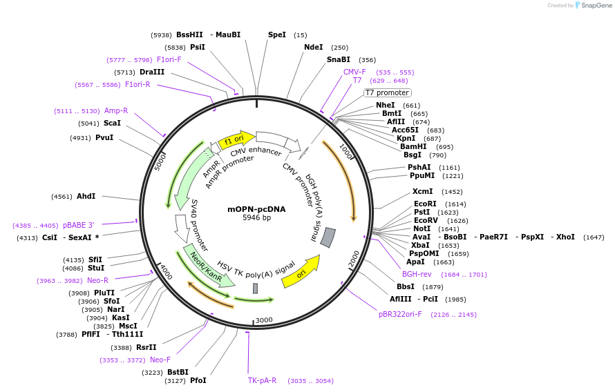 106447-plasmid-map-sequence-id-207739