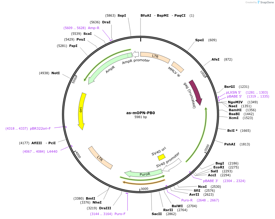 106450-plasmid-map-sequence-id-207747