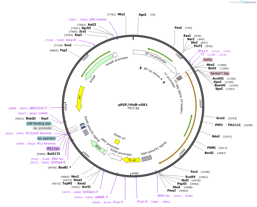 106451-plasmid-map-sequence-id-207748