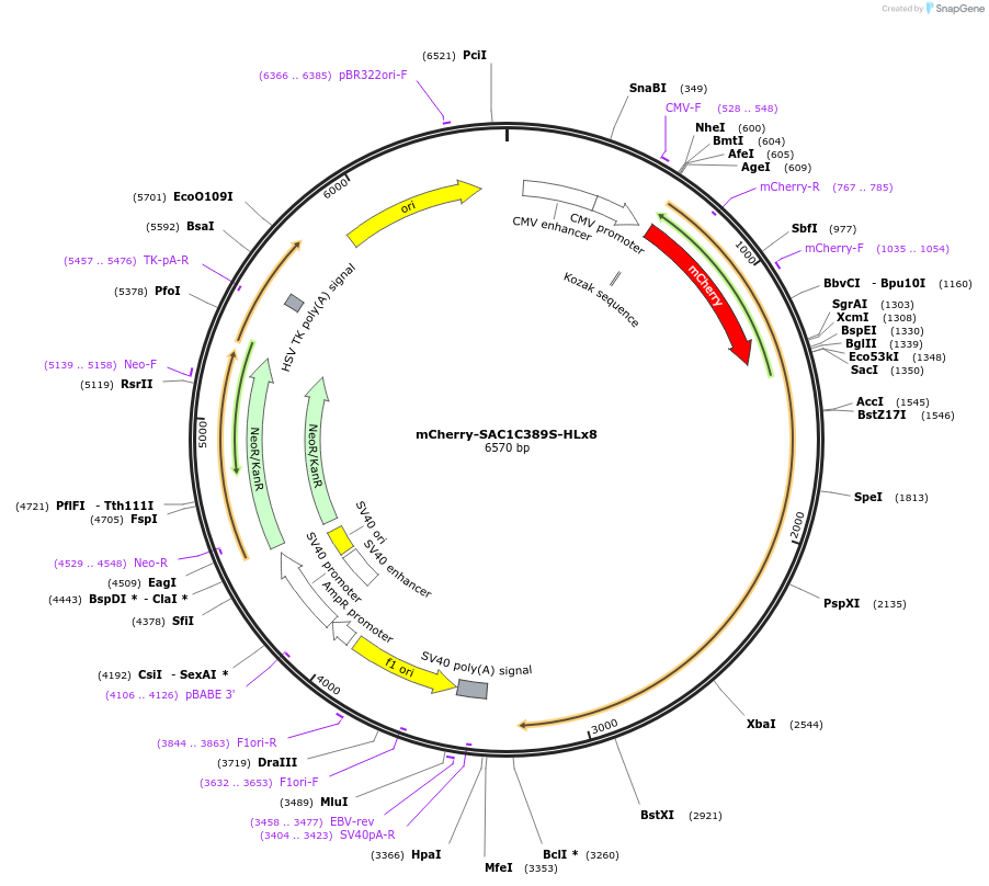 108140-plasmid-map-sequence-id-207759
