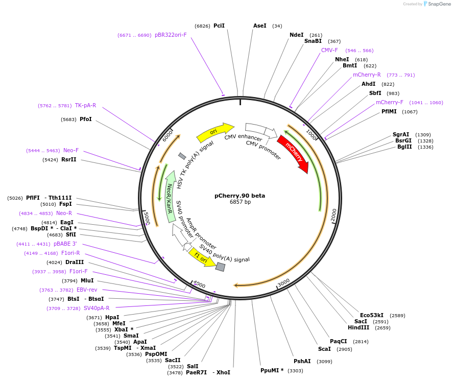 108223-plasmid-map-sequence-id-207768