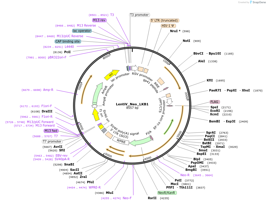 108111-plasmid-map-sequence-id-207844