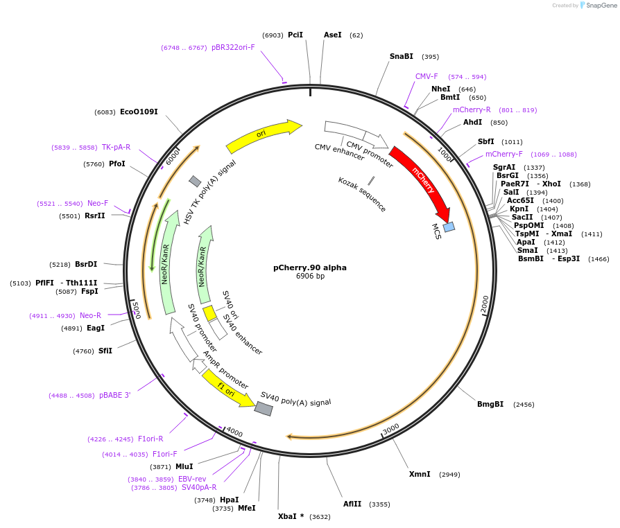 108222-plasmid-map-sequence-id-207849