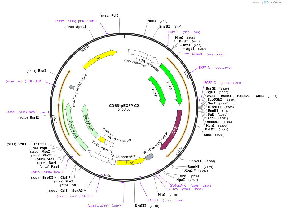 62964-plasmid-map-sequence-id-207850